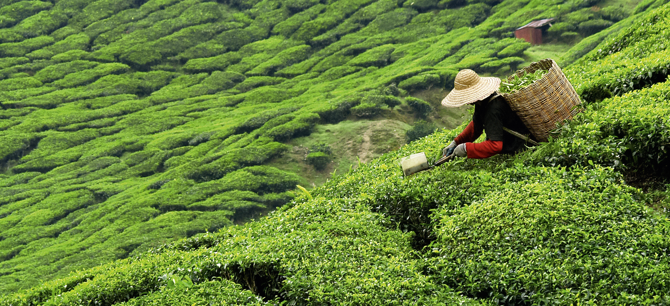 Tēja novākšana tējas plantācijā.